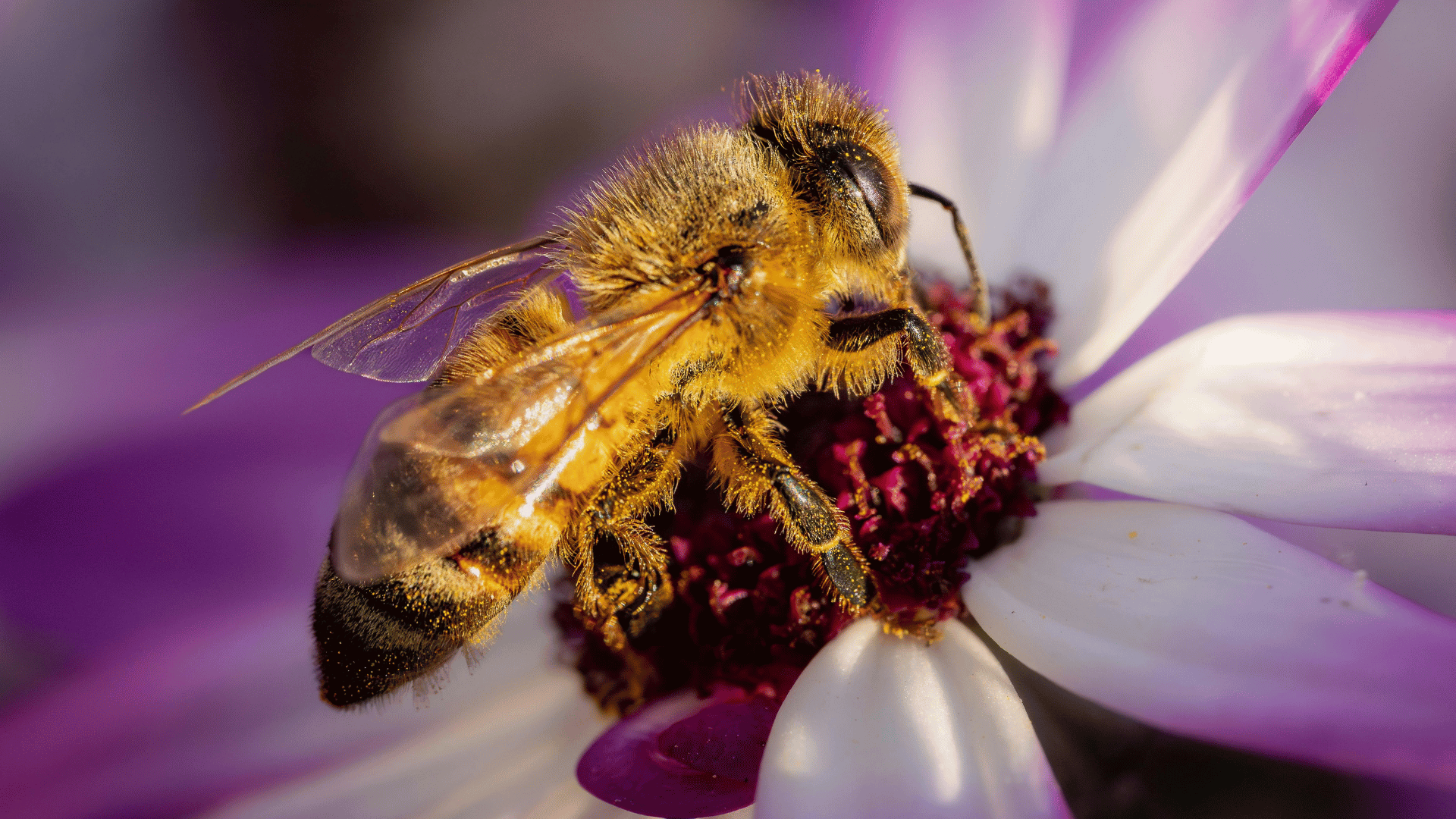 Close up of a honeybee on a vibrant purple flower.